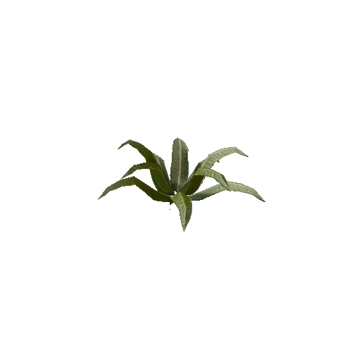 Tropical Plant 5 (Type 4)